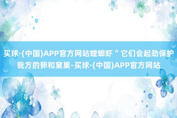 买球·(中国)APP官方网站螳螂虾＂它们会起劲保护我方的卵和窠巢-买球·(中国)APP官方网站